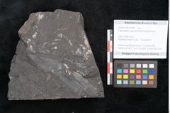 Foto (Objekt + Etikett) von Taeniopteris pseudovittata Ettingshausen (NHMW-GEO-2024-0188-10288)